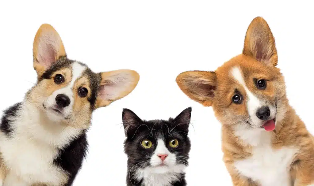 Imagem com dois cachorros e um gato na seção de Persona no nicho de Pets.